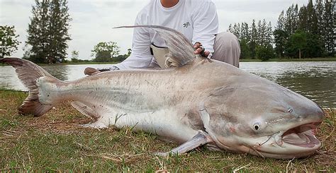 paroon dili|Giant pangasius .